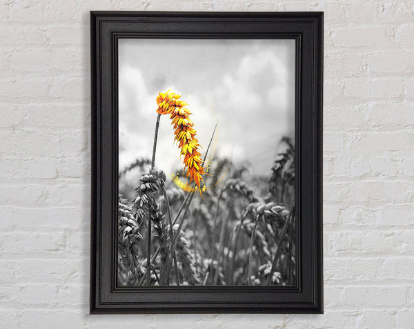 Black And White  Yellow Corn Framed Print