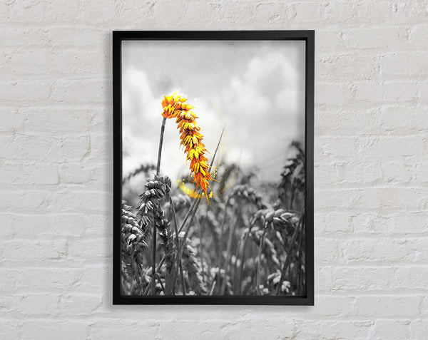 Black And White  Yellow Corn Framed Print