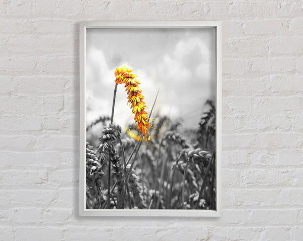White And White  Yellow Corn Framed Print