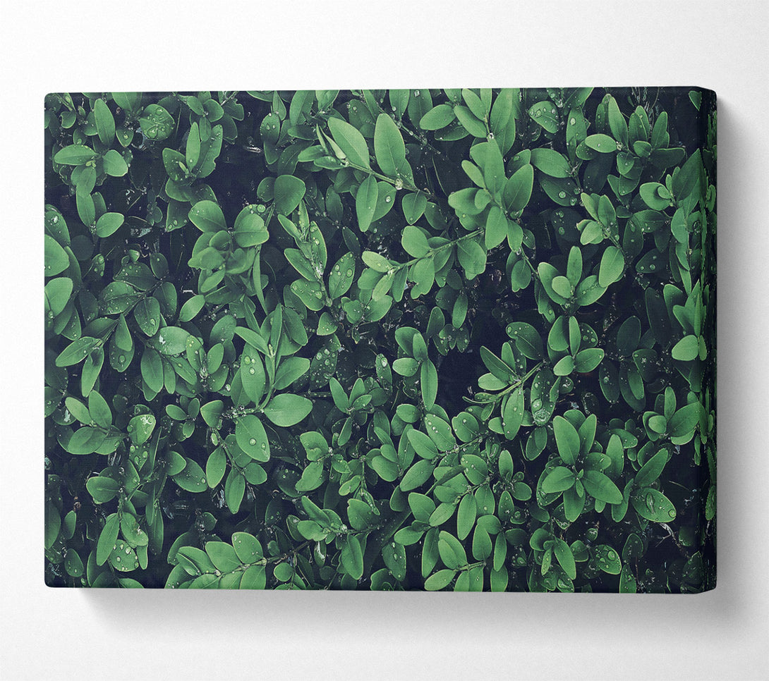  A Canvas Print of Emerald Dewdrops Canvas Print
