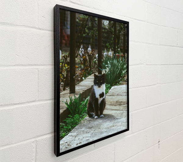 Black Cat On Grey Stone