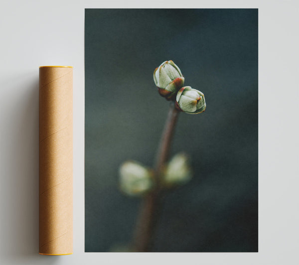 Green Teardrop Buds Poster