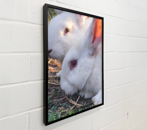 White Bunny Gaze