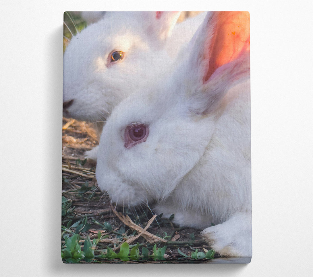  A Canvas Print of White Bunny Gaze Canvas Wall Art