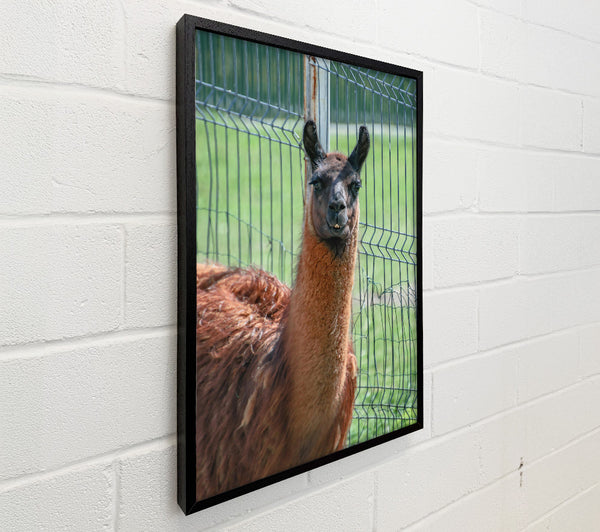 Brown Llama Fence Gaze