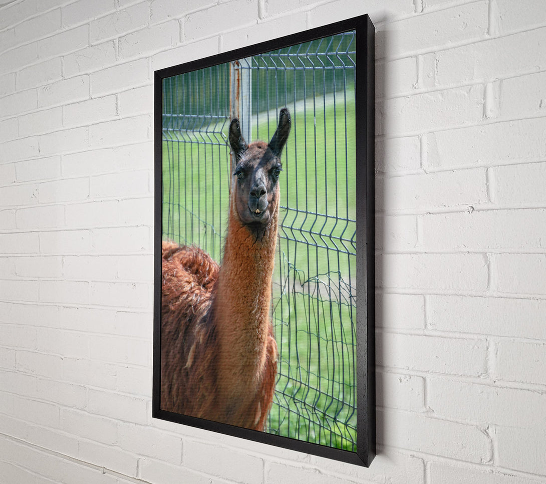  A Canvas Print of Brown Llama Fence Gaze Canvas Art