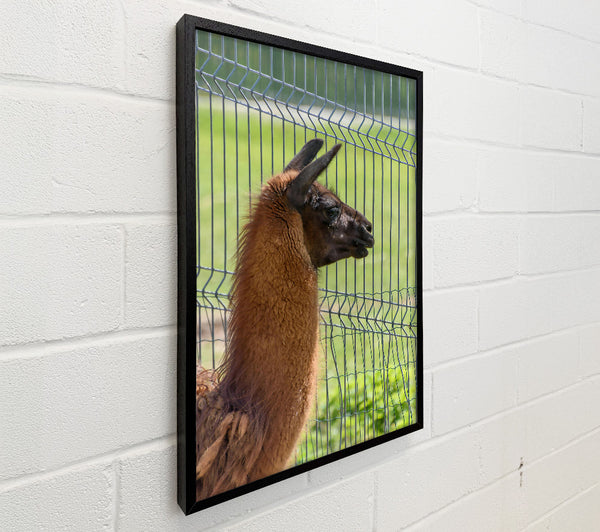 The Brown Fence Gaze