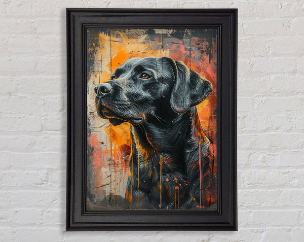 Black Lab Framed Print