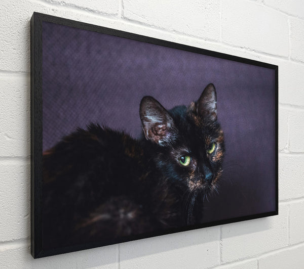 Black Cat'S Focus