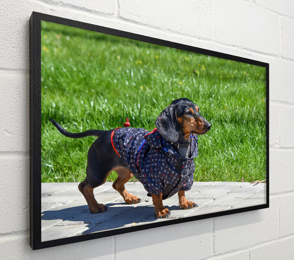 Black Dachshund In Green Grass