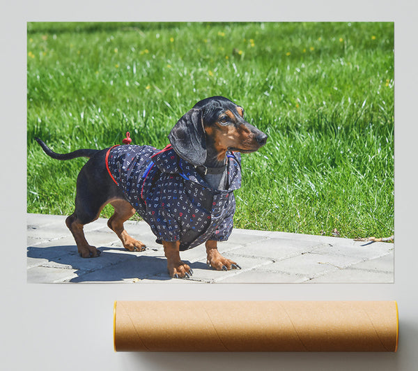 Black Dachshund In Green Grass Print