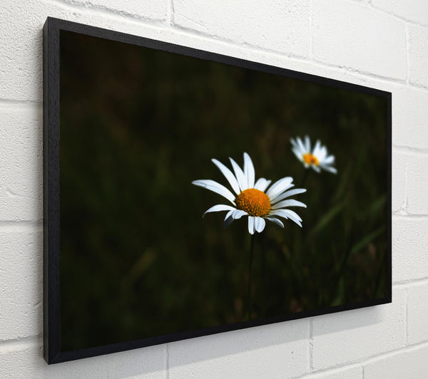 White Daisy In The Dark