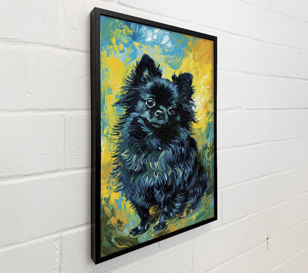 Black Pomeranian