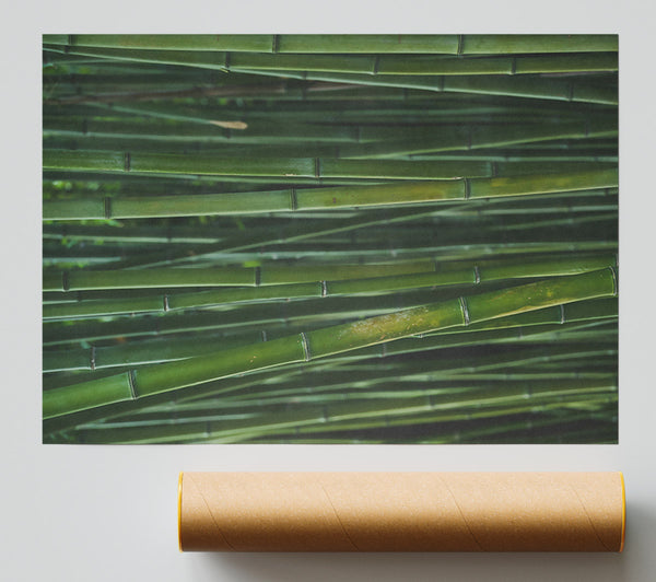 Emerald Bamboo Forest Poster