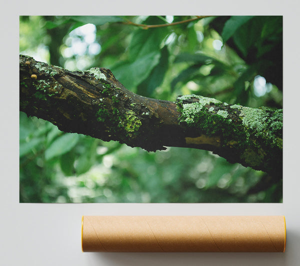 Green Branch Mossy Bark Poster