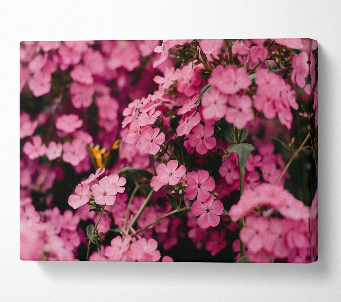  A Canvas Print of Pink Flower Bloom Canvas Art