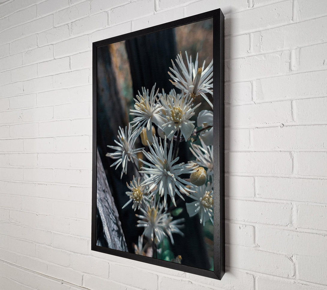  A Canvas Print of White Blooms In Shadow Canvas Wall Art