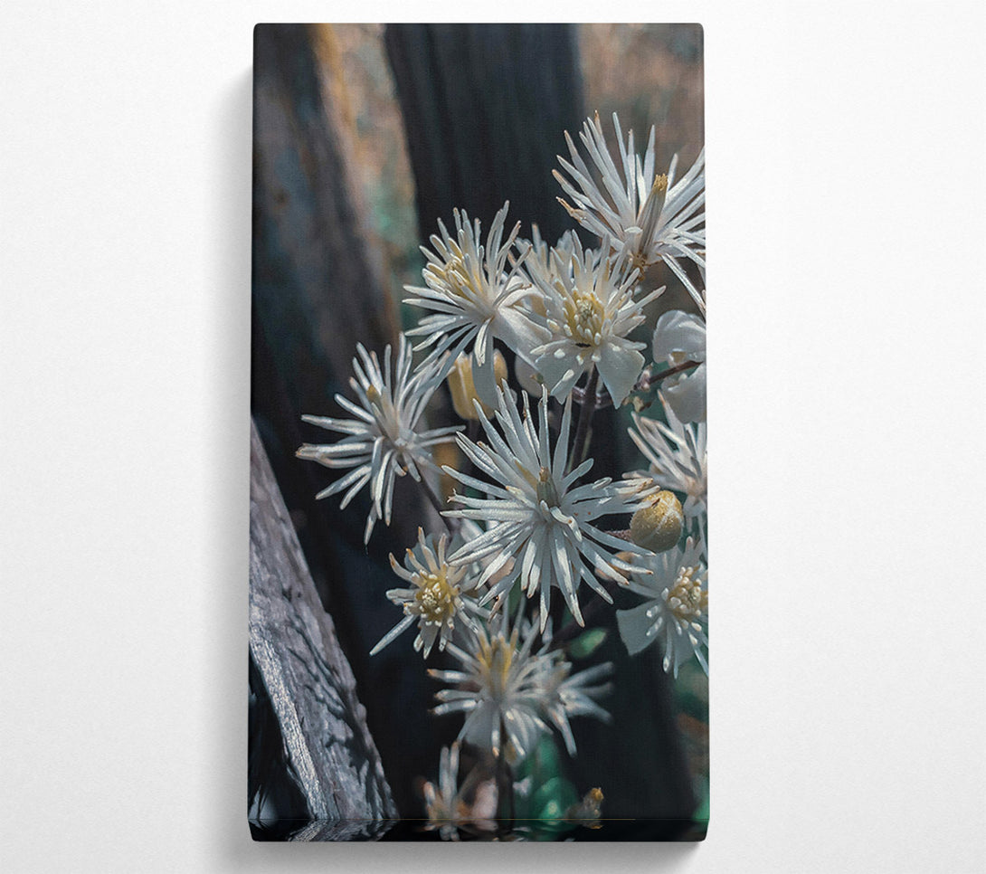  A Canvas Print of White Blooms In Shadow Canvas Wall Art