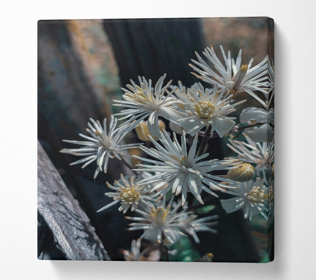  A Canvas Print of White Blooms In Shadow Canvas Wall Art
