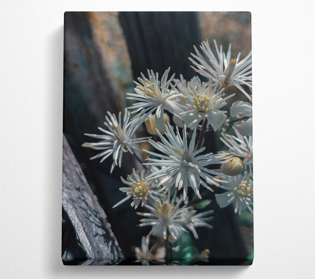  A Canvas Print of White Blooms In Shadow Canvas Wall Art