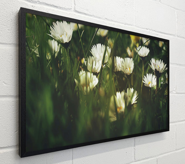 Green And White Daisies