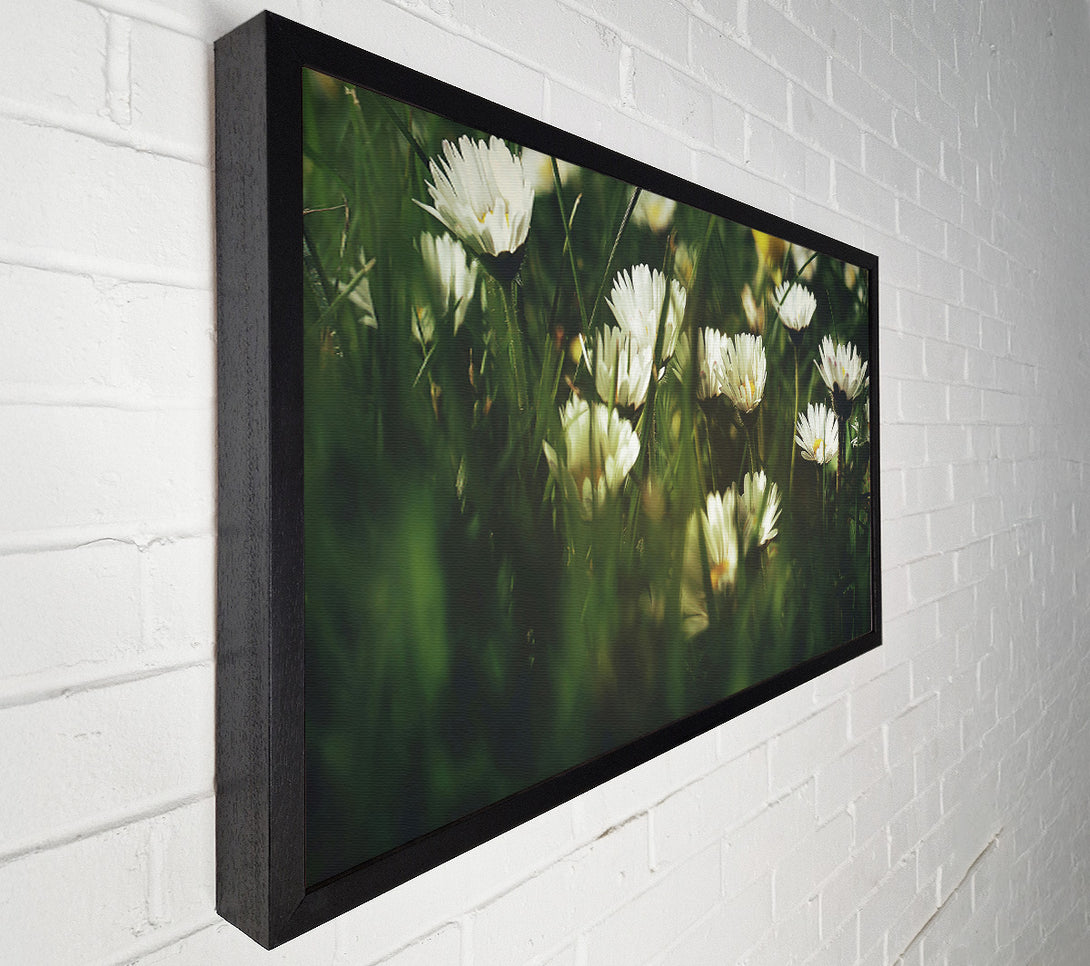  A Canvas Print of Green And White Daisies Canvas Wall Art