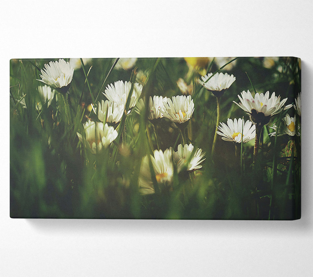  A Canvas Print of Green And White Daisies Canvas Wall Art