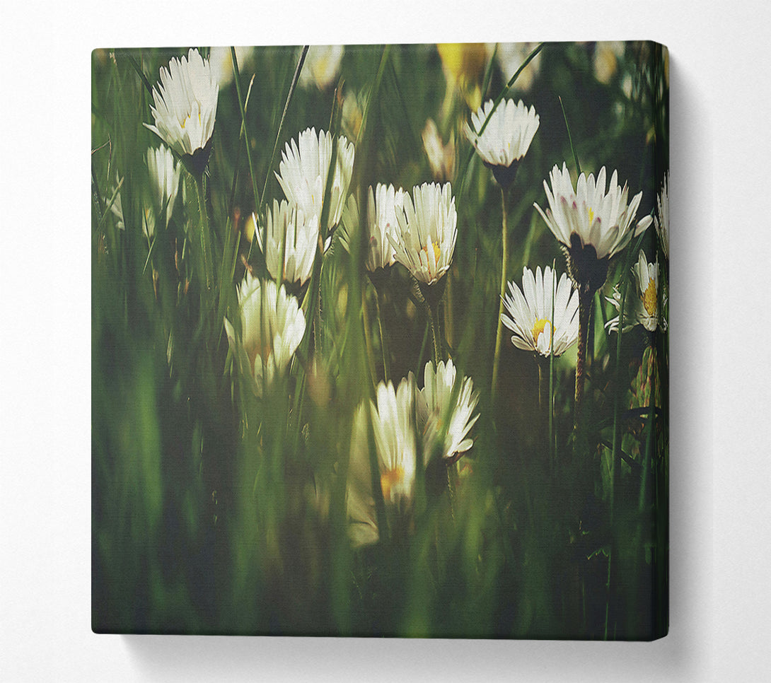  A Canvas Print of Green And White Daisies Canvas Wall Art