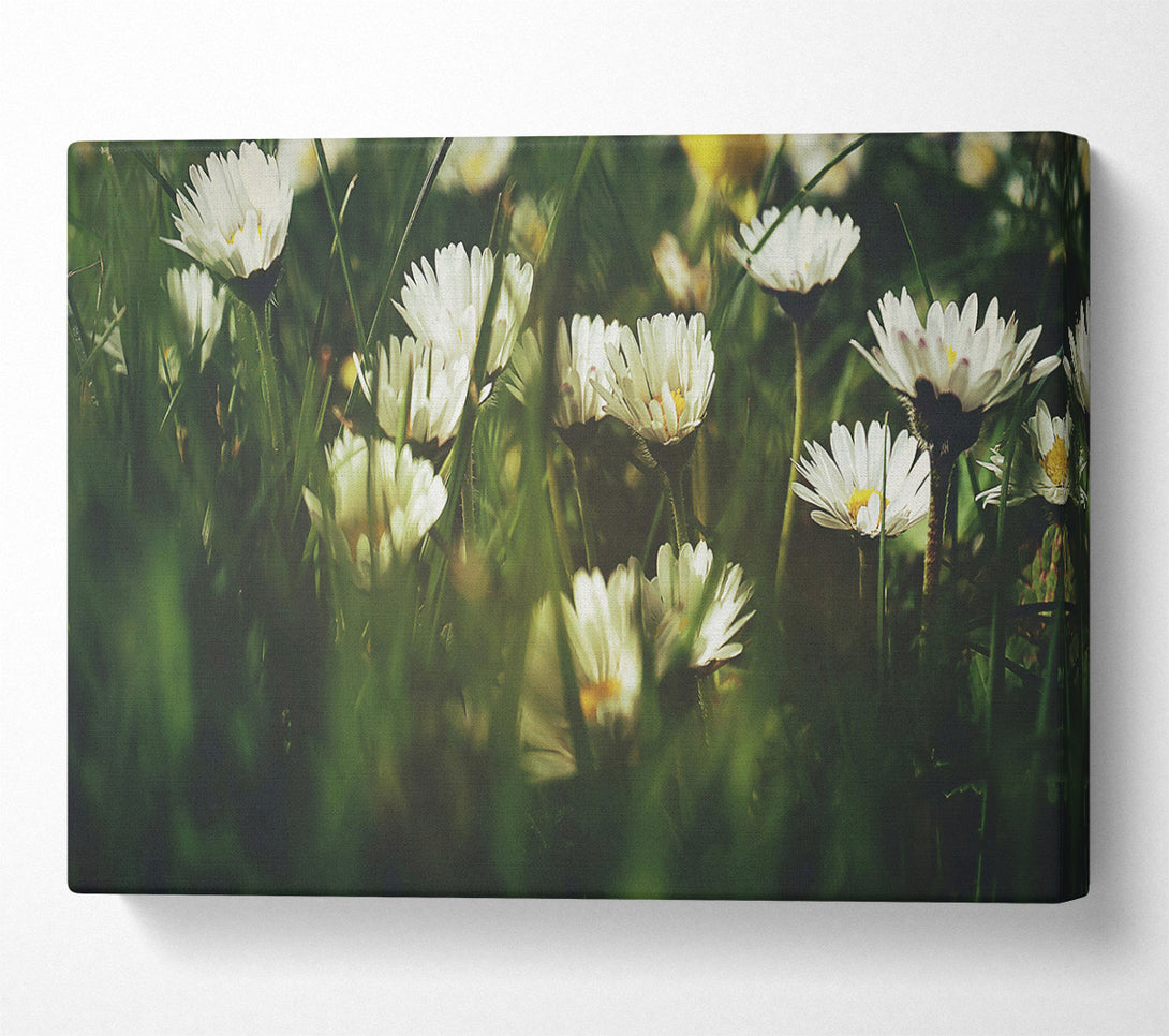  A Canvas Print of Green And White Daisies Canvas Wall Art