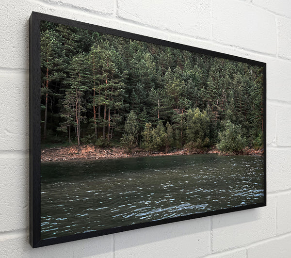Emerald Forest Reflection