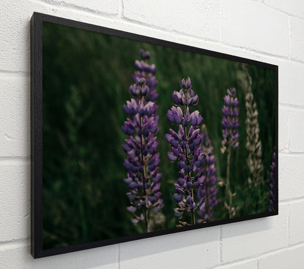 Purple Summer Bloom