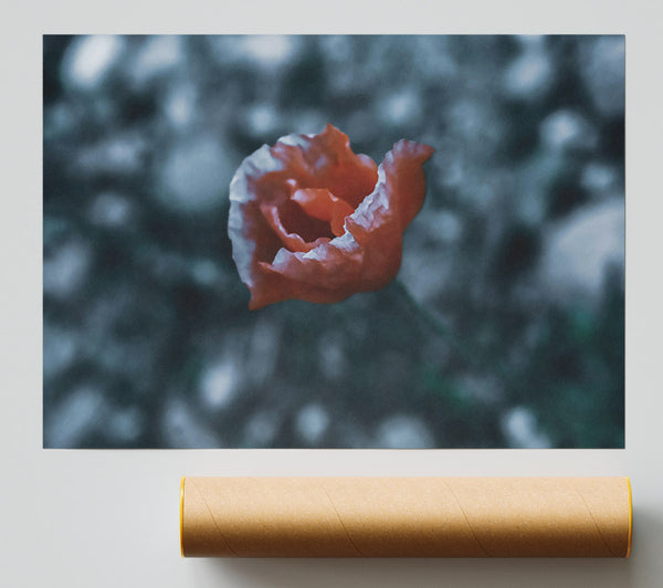 Crimson Bloom In Blue Poster