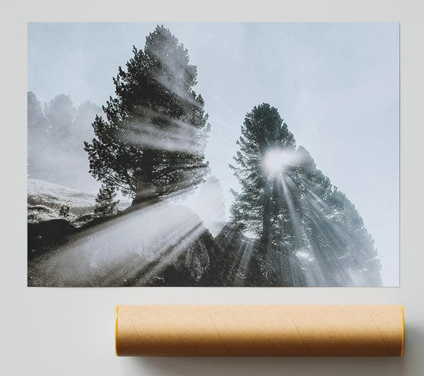 Silver Sun Through Pines Poster