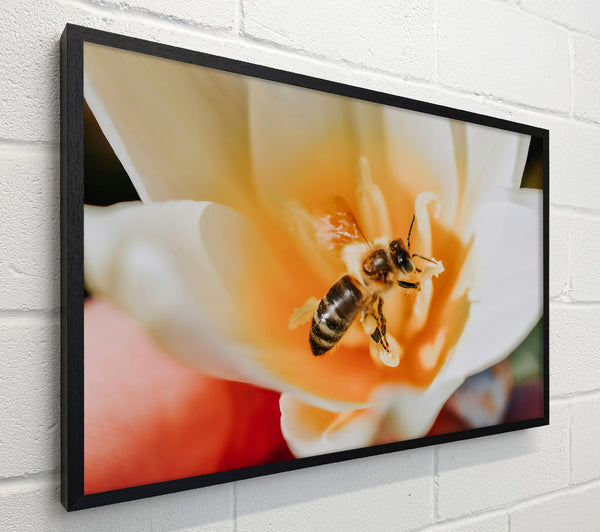 Orange Pollen Bloom