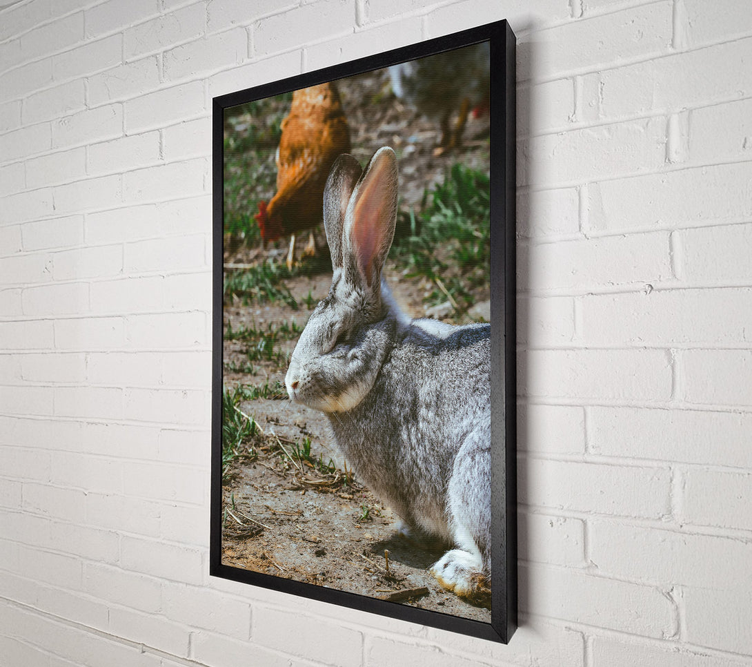 A Canvas Print of Grey Bunny In The Sun Canvas Wall Art