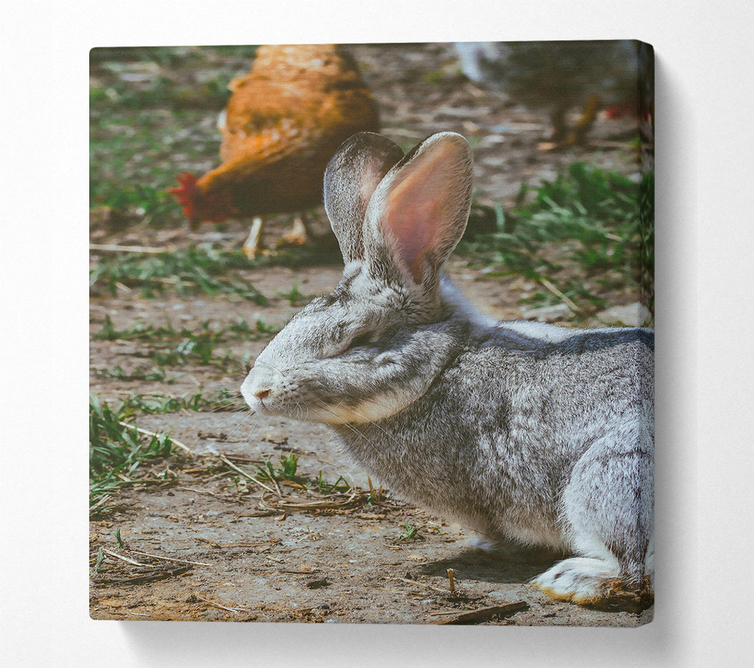 A Canvas Print of Grey Bunny In The Sun Canvas Wall Art