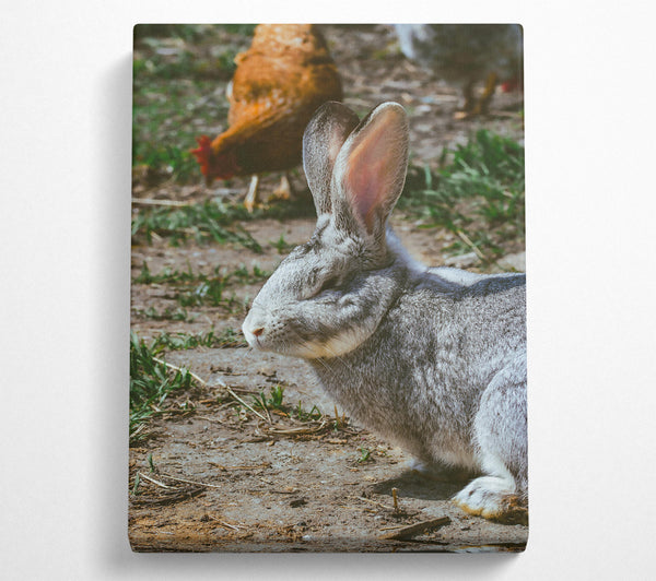  A Canvas Print of Grey Bunny In The Sun Canvas Wall Art