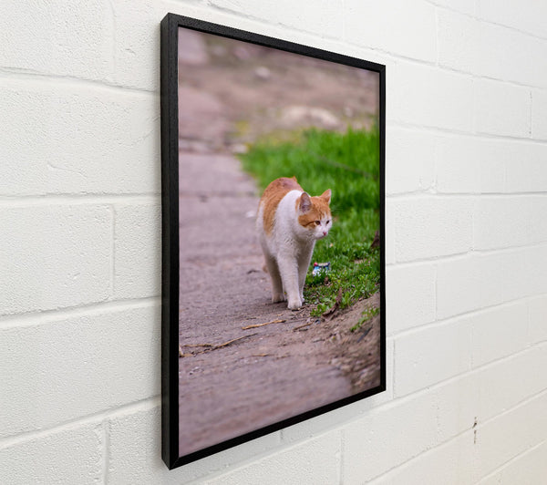 Orange Cat Strolling