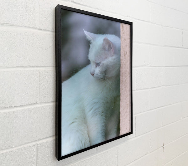 White Feline Mystery