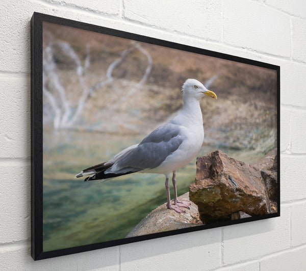 White Seagull On Rock