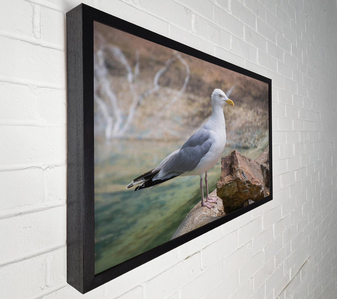  A Canvas Print of White Seagull On Rock Canvas Wall Art