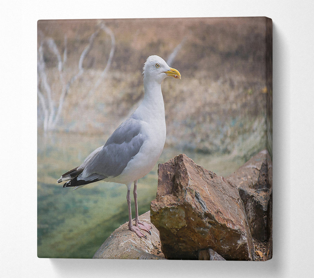  A Canvas Print of White Seagull On Rock Canvas Wall Art
