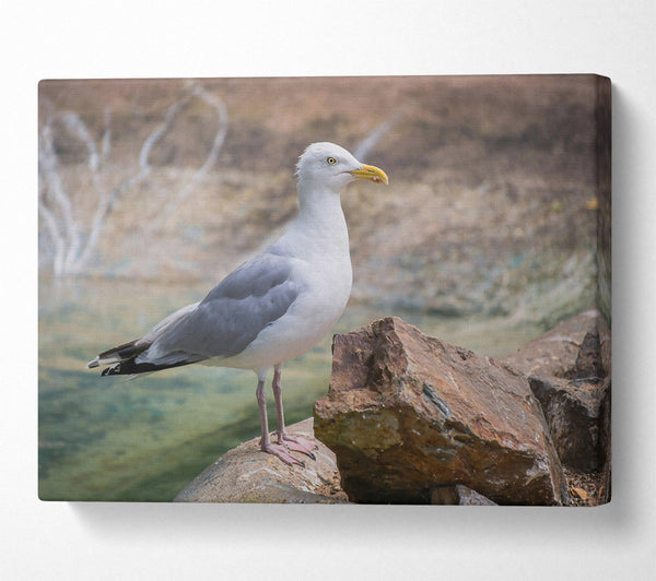  A Canvas Print of White Seagull On Rock Canvas Wall Art