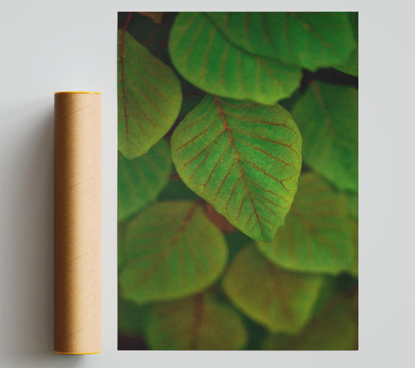 Emeralds In The Shade. Print