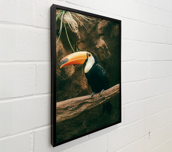 Black Toucan On Branch