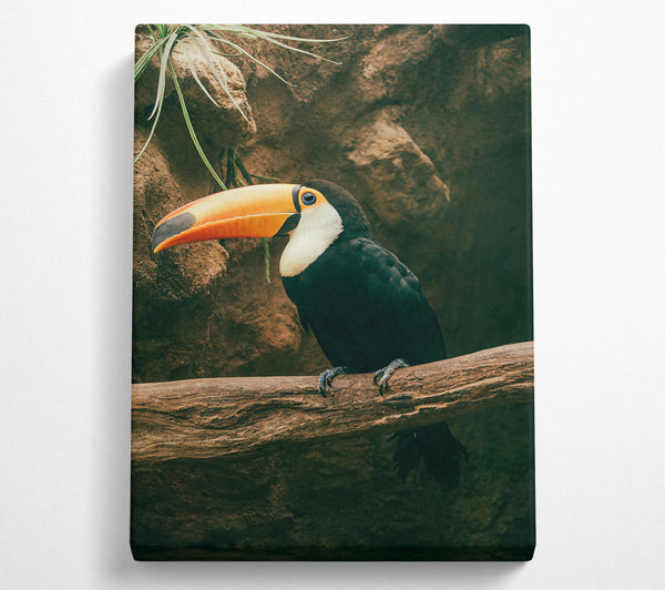  A Canvas Print of Black Toucan On Branch Canvas Wall Art