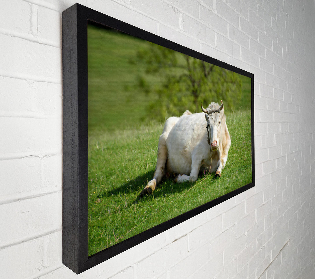  A Canvas Print of White Cow Resting Canvas Print