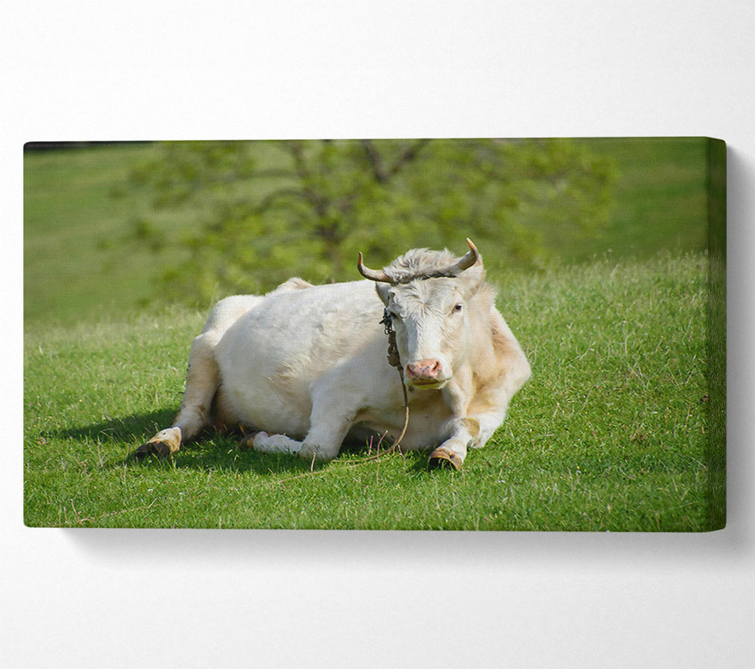  A Canvas Print of White Cow Resting Canvas Print