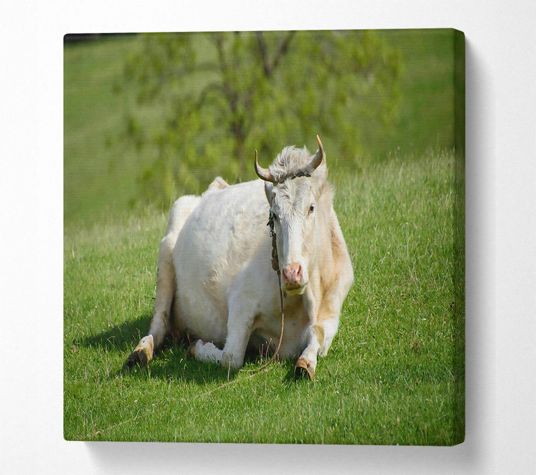  A Canvas Print of White Cow Resting Canvas Print