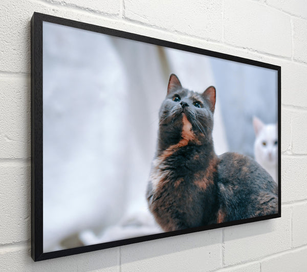 Gray Cat'S Gaze